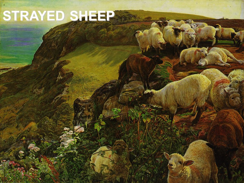 STRAYED SHEEP